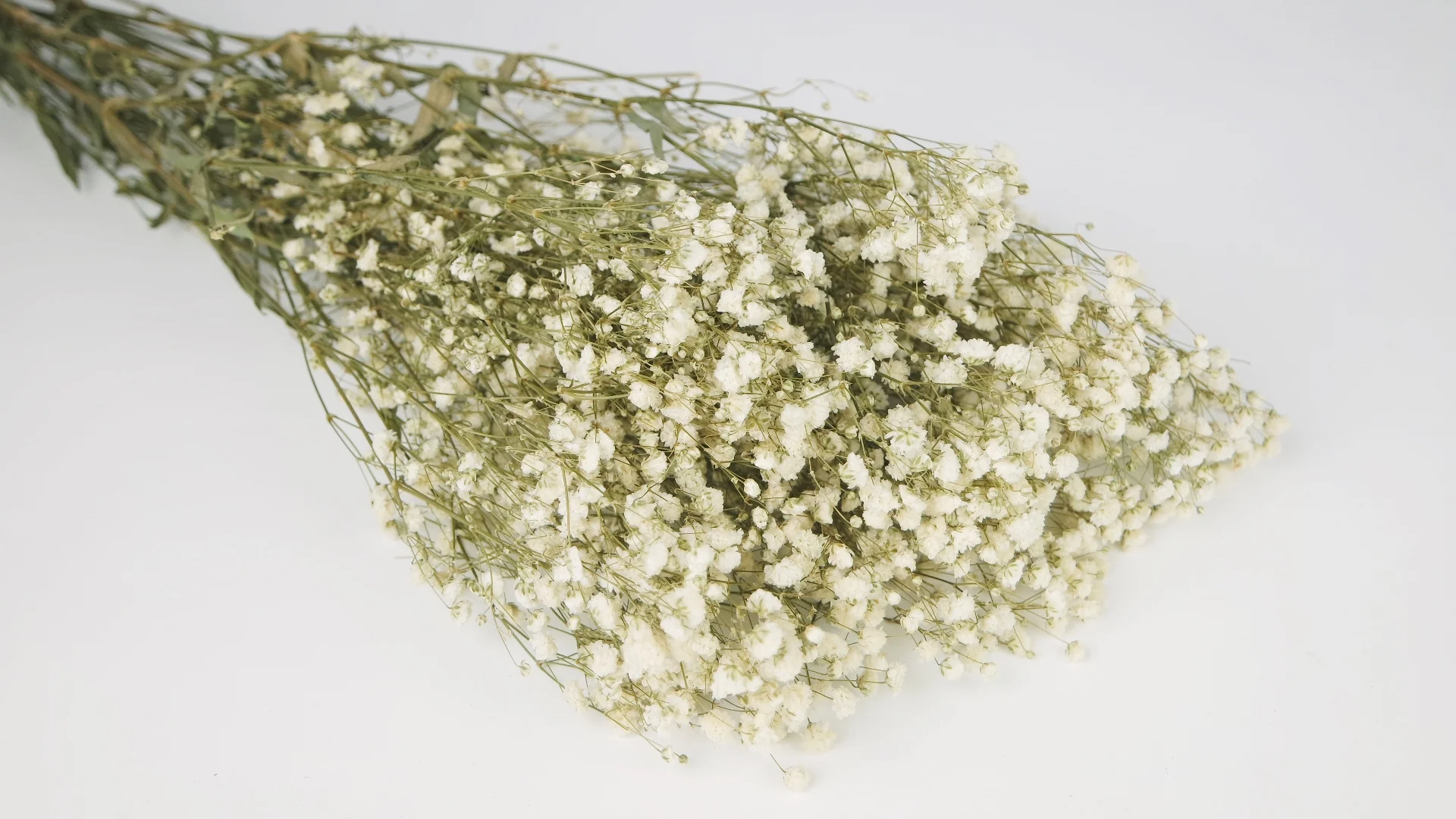 Stabilizovaná Gypsophila natural