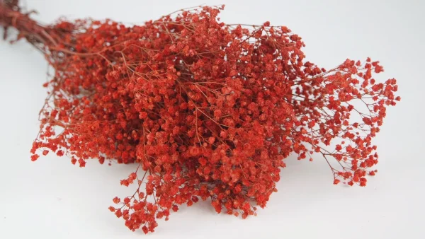 Stabilizovaná Gypsophila červená
